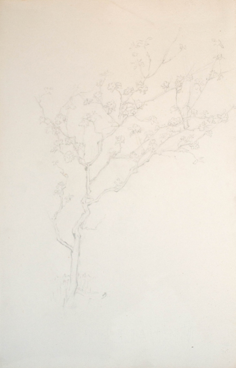 Étude d'arbre, Marie Duhem