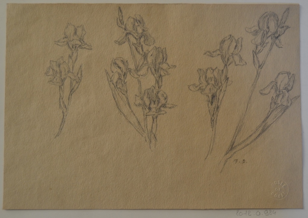 Quatre tiges d'iris, Marie Duhem, 2e moitié 19e siècle, 1ère moitié 20e siècle