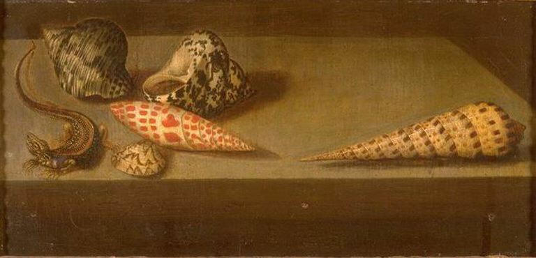 Lézard et coquillages_0
