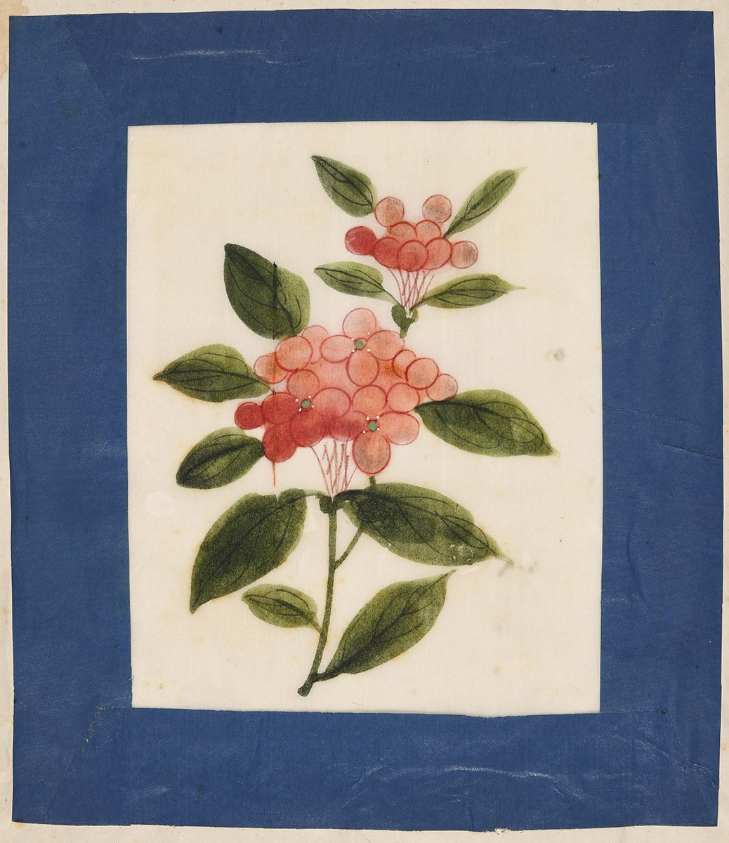 Fleurs, 19e siècle