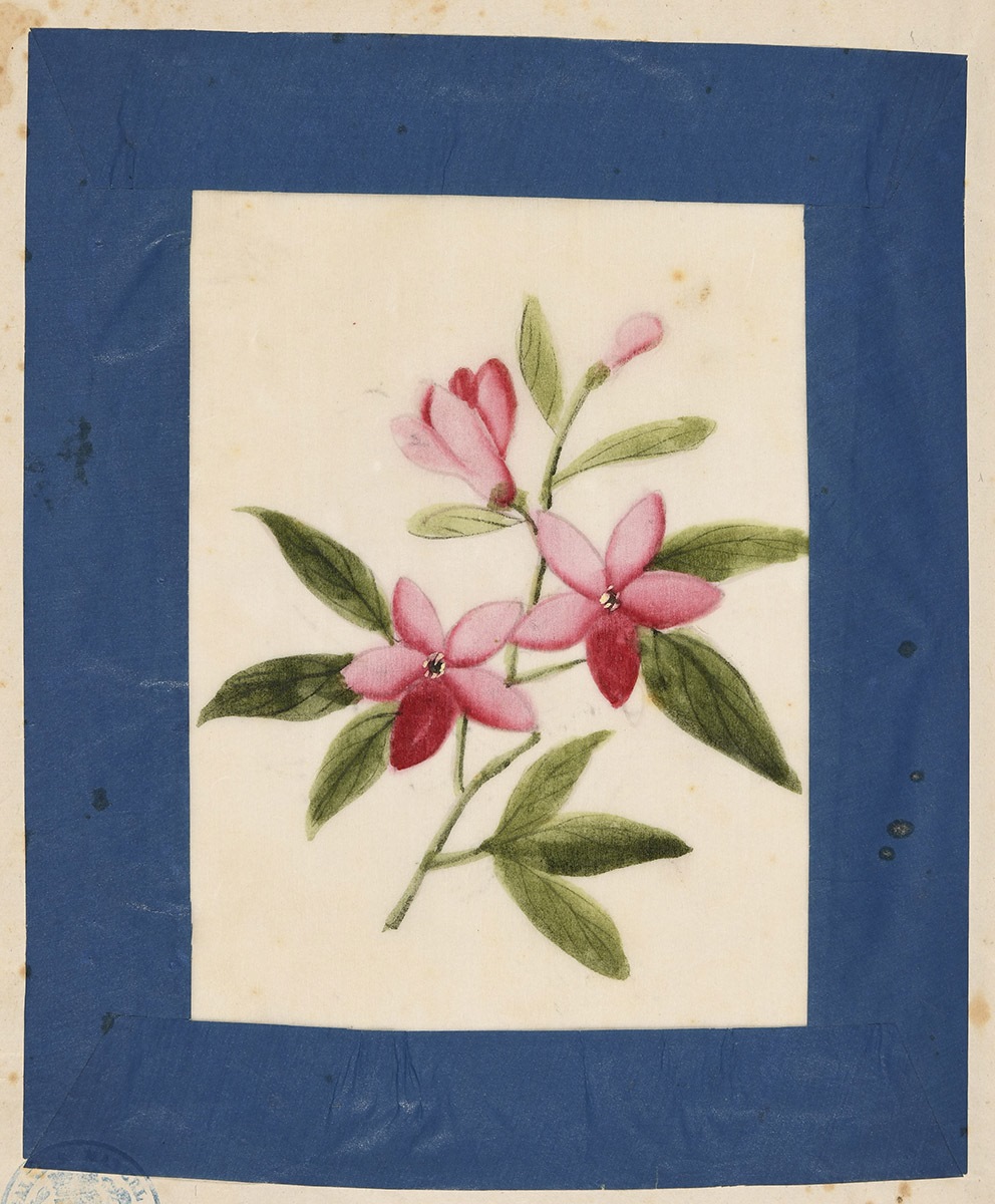 Fleurs, 19e siècle