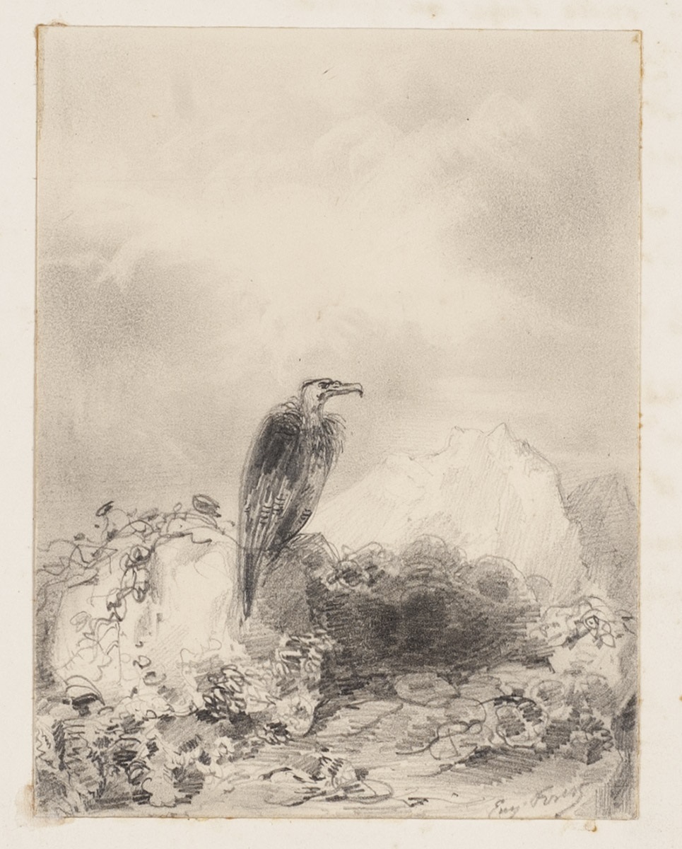 Un vautour_0