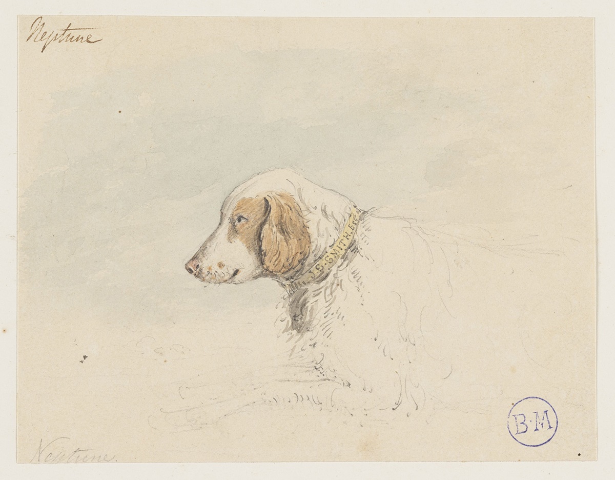 Le Chien Neptune_0