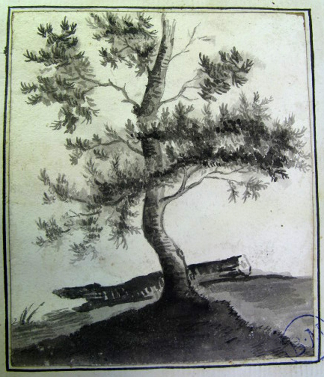 Un arbre, 19e siècle