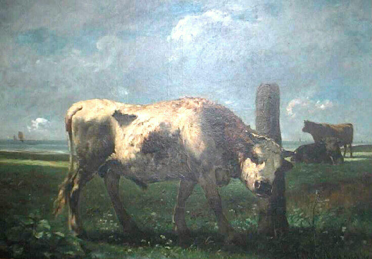 Jeune taureau dans la vallée d'Auge_1