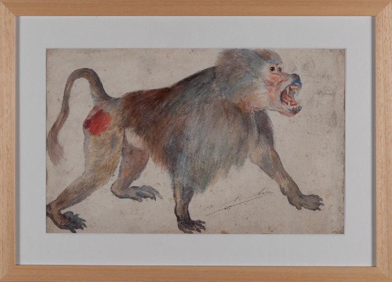 Babouin, Adolphe Lalyre, 4e quart 19e siècle, 1ère moitié 20e siècle