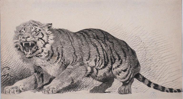 Tigre rugissant tourné vers la gauche_0
