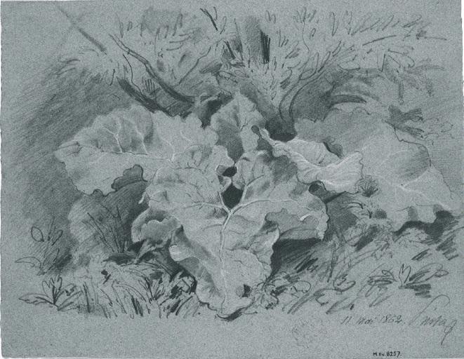 Etude de plantes, Amable Louis Pinta, 1862