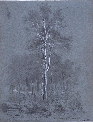 Etude d'arbre au bois Jacquet, Amable Louis Pinta, 1862