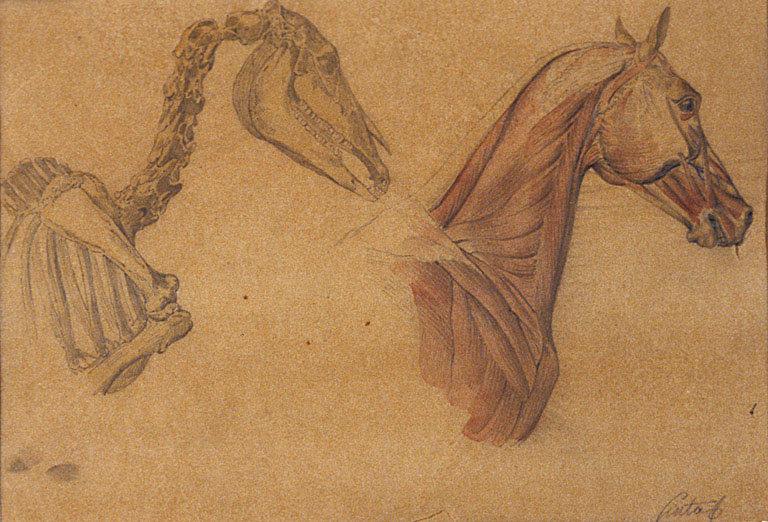 Etude anatomique de la tête d'un cheval, Amable Louis Pinta, 19e siècle