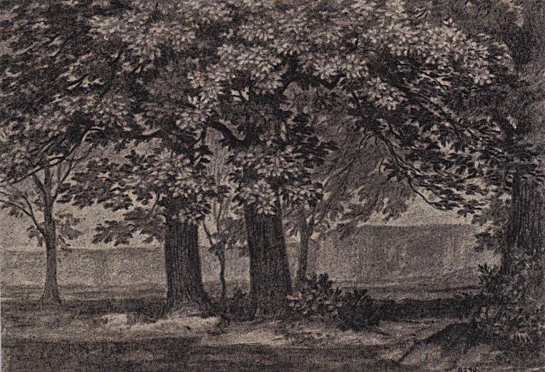 Etude d'arbres, Théophile Narcisse Chauvel, 19e siècle