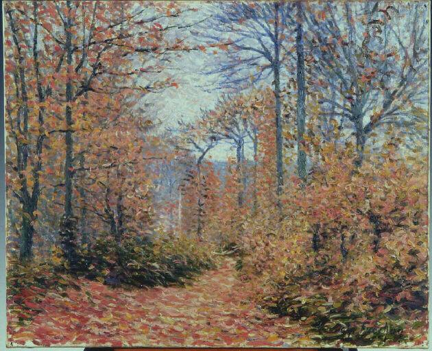 Coin de forêt à Mont-Saint-Aignan_0