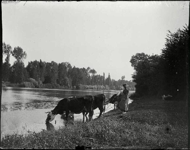 A l'abreuvoir, à Andé_0