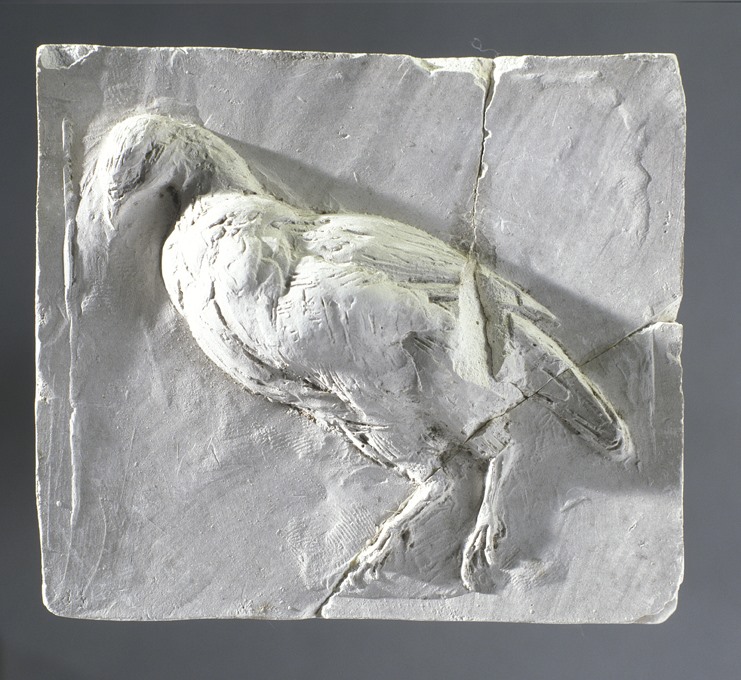 Pigeon, Victor Peter