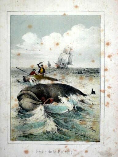 Pêche de la baleine_0