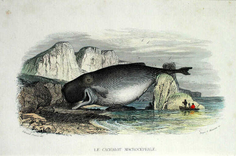 Le cachalot macrocéphale_0