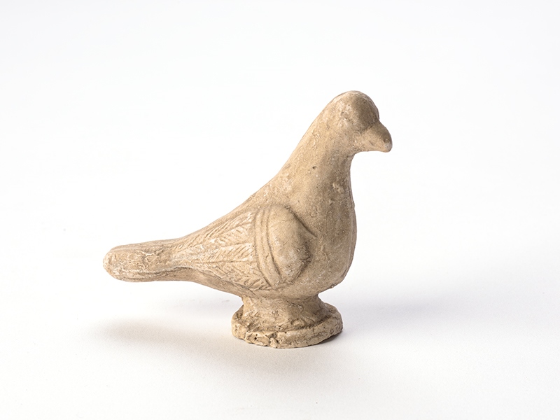 Pigeon_0