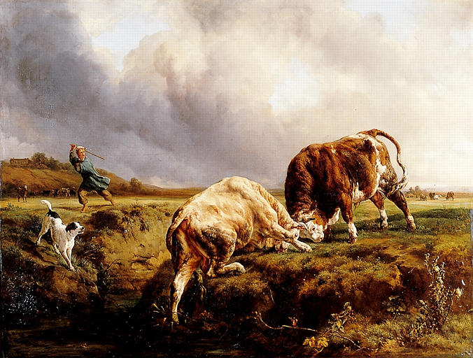 Lutte de taureaux_0