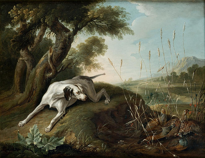 Chien à l'arrêt sur des perdrix_0