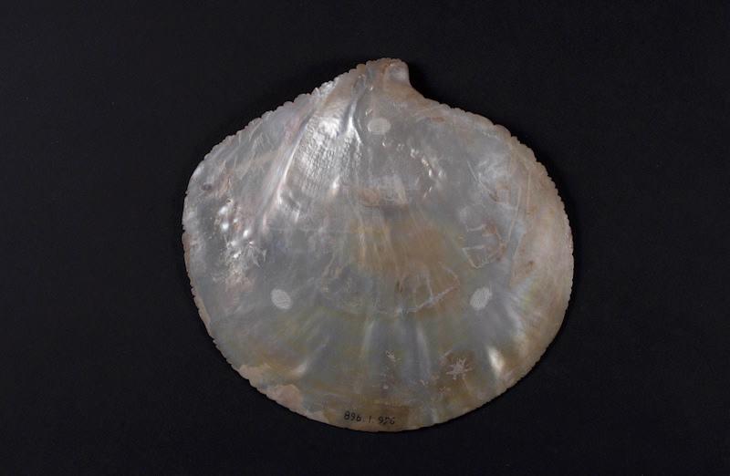 Coquillage_3