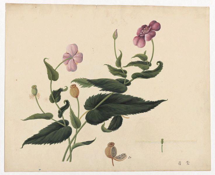 Papaver somniferum_0