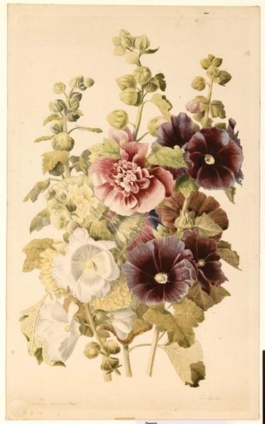 Roses trémières ; Fleurs_0