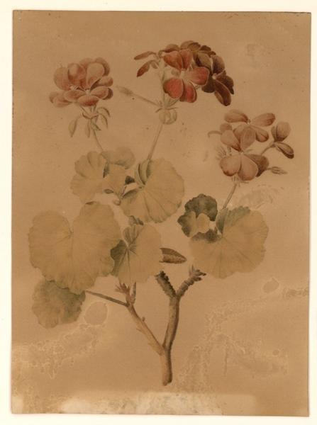 Géraniums ; Fleurs_0