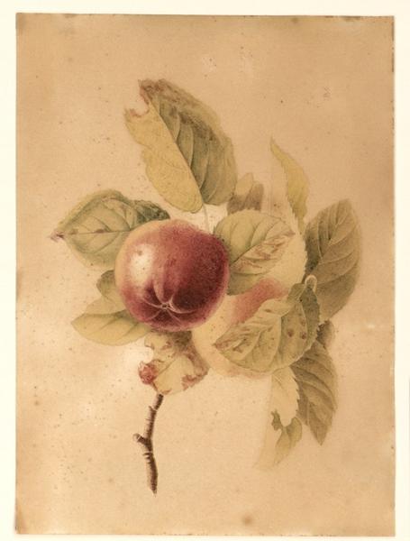 Pêches ; Fruits (Pêches), Louise de Lesparda, 1ère moitié 19e siècle