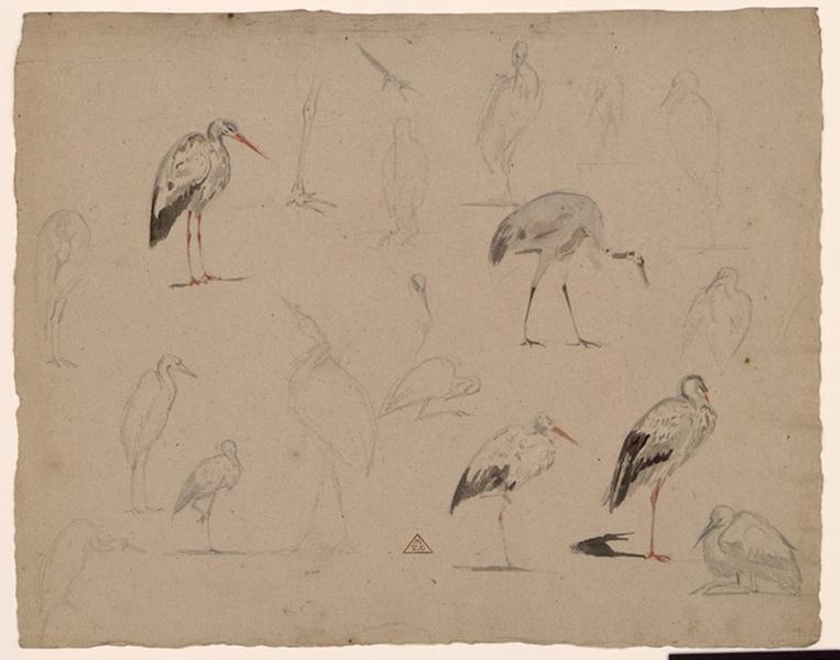 Etude d'échassiers, Eugène Brunclair, 19e siècle
