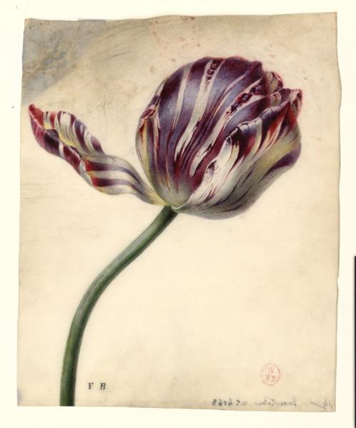 Tulipes aux pétales rayées, Augustine Girault, 1ère moitié 19e siècle