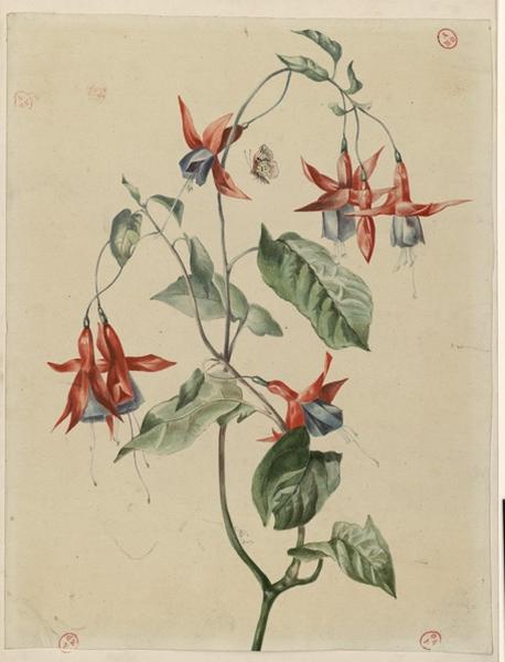 Fuschia_0