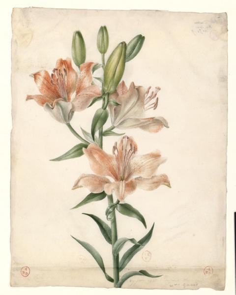 Fleur de lys, Augustine Girault, 1ère moitié 19e siècle