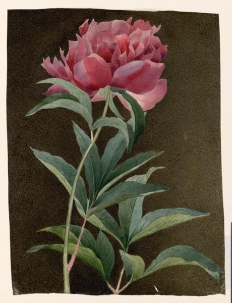 Pivoine, Augustine Girault, 1ère moitié 19e siècle