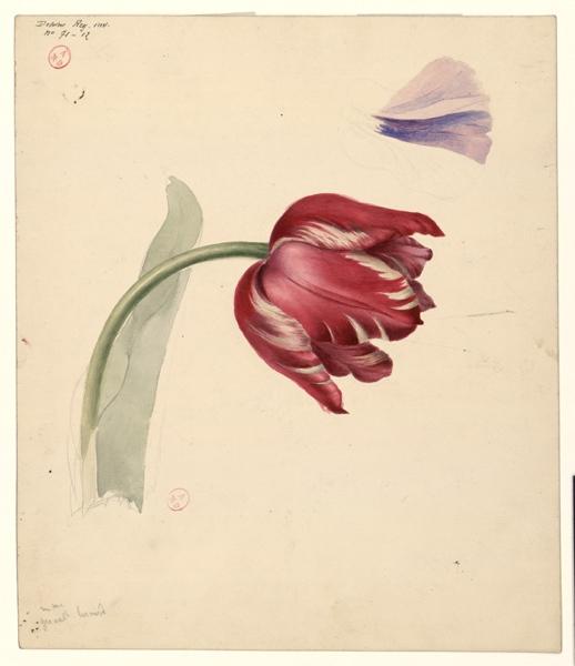 Tulipe (verso) ; Dalhias (recto), Augustine Girault, 1ère moitié 19e siècle