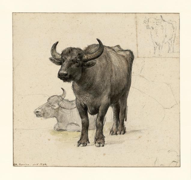 Etude d'animaux : buffles, Guillaume Bodinier, 1844 /04