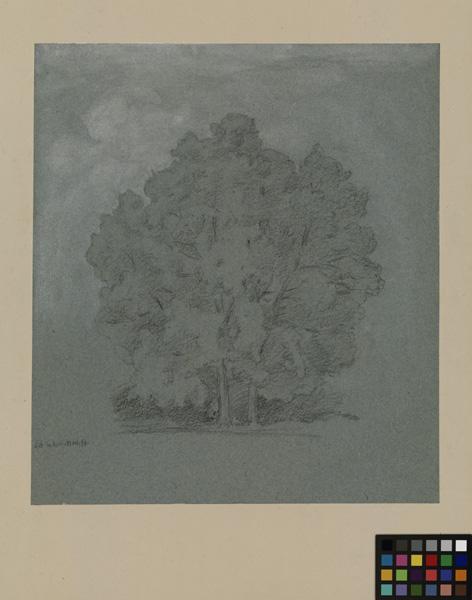 Etude d'arbre_0