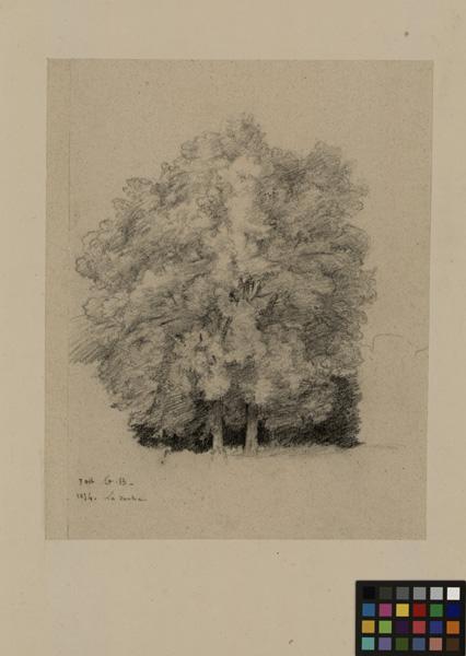 Etude d'arbre_0