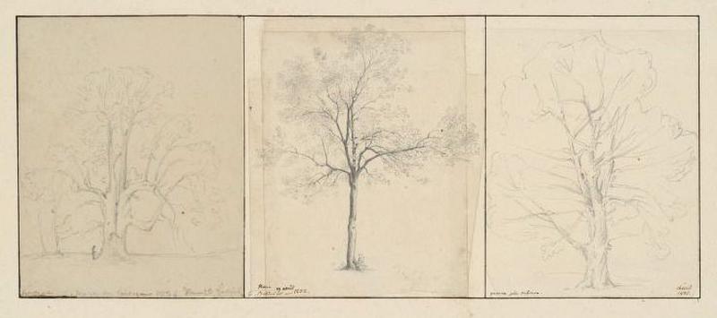 Etudes d'arbres_0