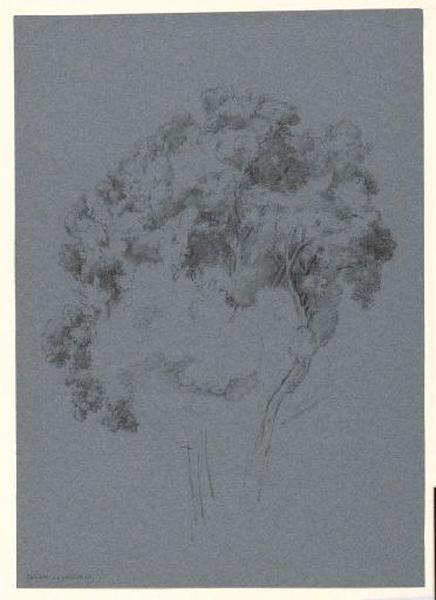 Etude d'arbres_0