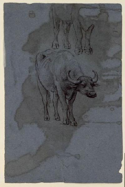 Etude de buffle, Guillaume Bodinier, 19e siècle