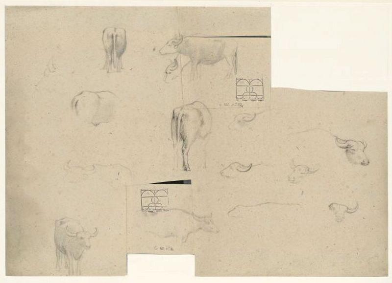 Etude de buffle, Guillaume Bodinier, 19e siècle