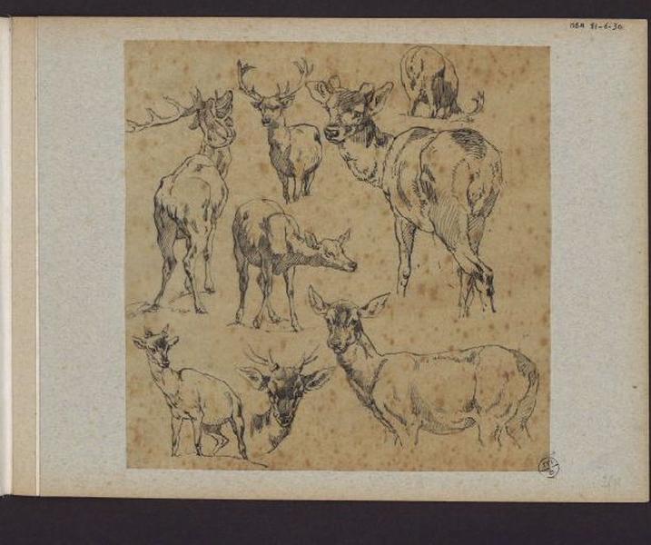 Etudes de cerfs et biches, Alexandre Solde, 19e siècle