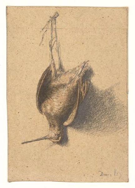 Bécassine, oiseau mort_0