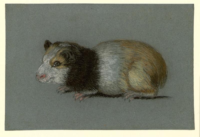 Hamster_0