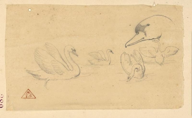 Etude de cygnes, 1859 avant