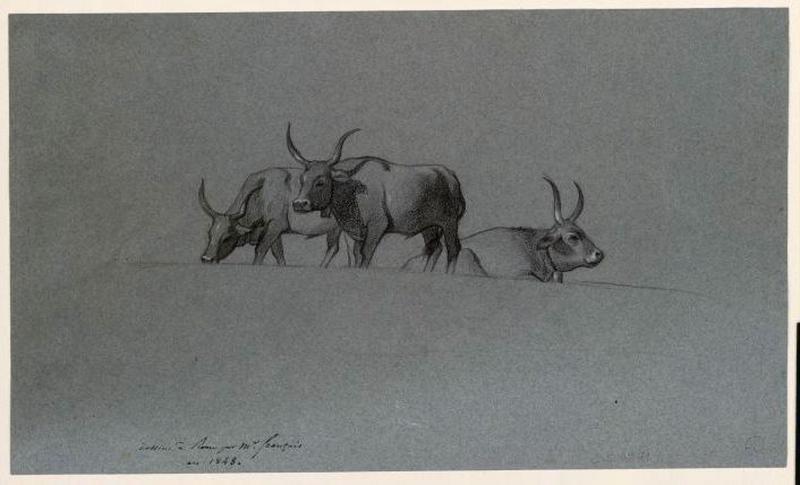 Etude de buffles ; Boeufs (Rome, 1848) (titre vente 1873), Louis Français, 1848