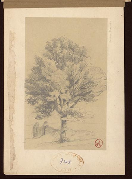 Un arbre et une barrière, Peter Hawke, 19e siècle