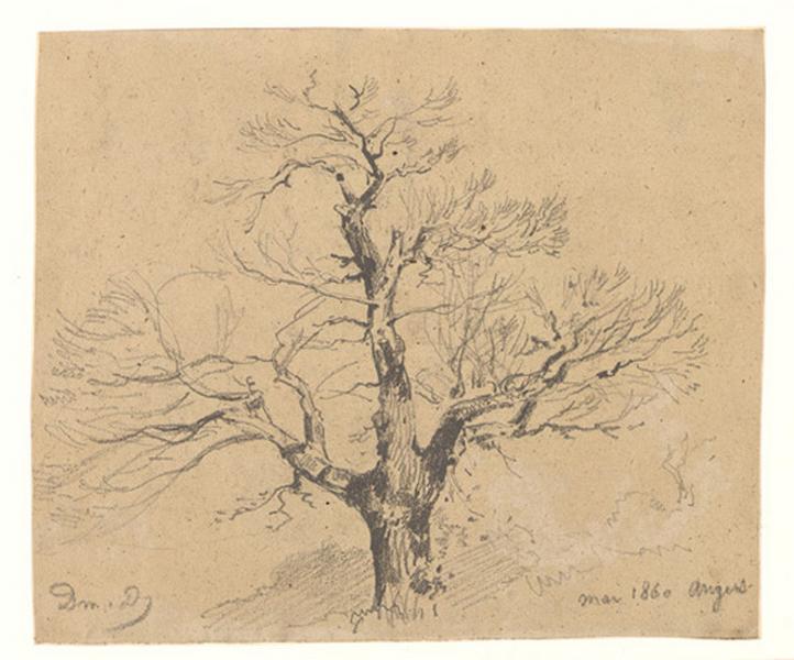 Chêne en hiver ; Etude d'arbre (autre titre), Alexis Auguste Dumoulin-Darcy, 1860