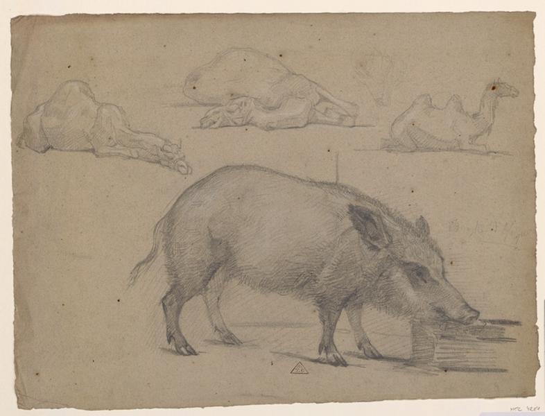 Un porc et trois chameaux couchés, Eugène Brunclair, 1er quart 20e siècle