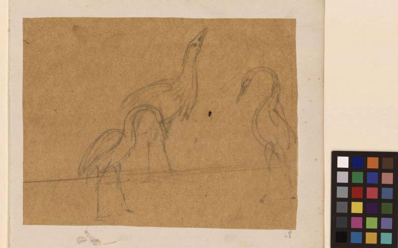 Trois oiseaux, échassiés, Thomas François Drake, 19e siècle